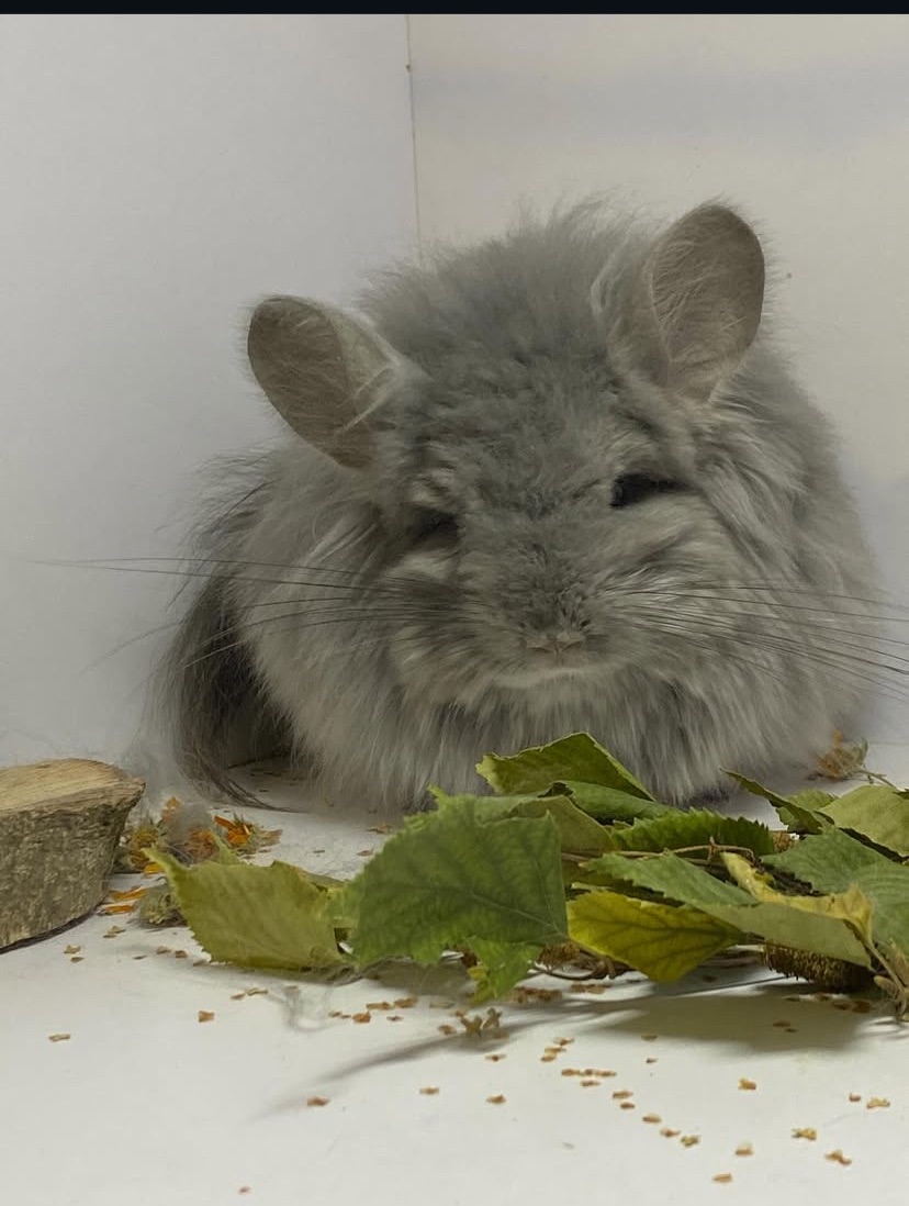 Шиншиллы разных окрасов