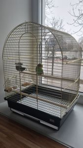 Хвилястий папуга з кліткою і всім необхідним