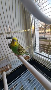 Хвилястий папуга з кліткою і всім необхідним