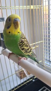 Хвилястий папуга з кліткою і всім необхідним