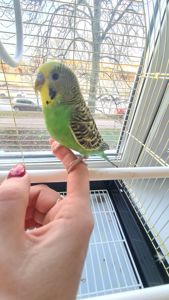 Хвилястий папуга з кліткою і всім необхідним