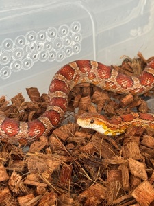 Маисовый полоз