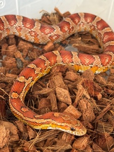 Маисовый полоз