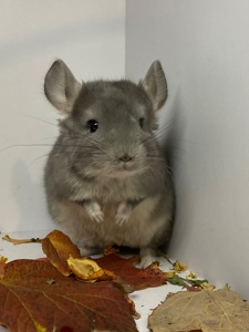 Шиншиллы разных окрасов