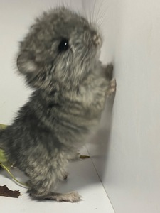 Шиншиллы разных окрасов