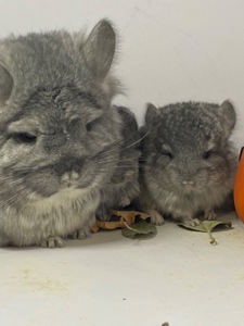 Шиншиллы разных окрасов