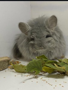 Шиншиллы разных окрасов