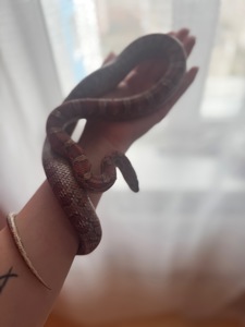 Маисовый полоз