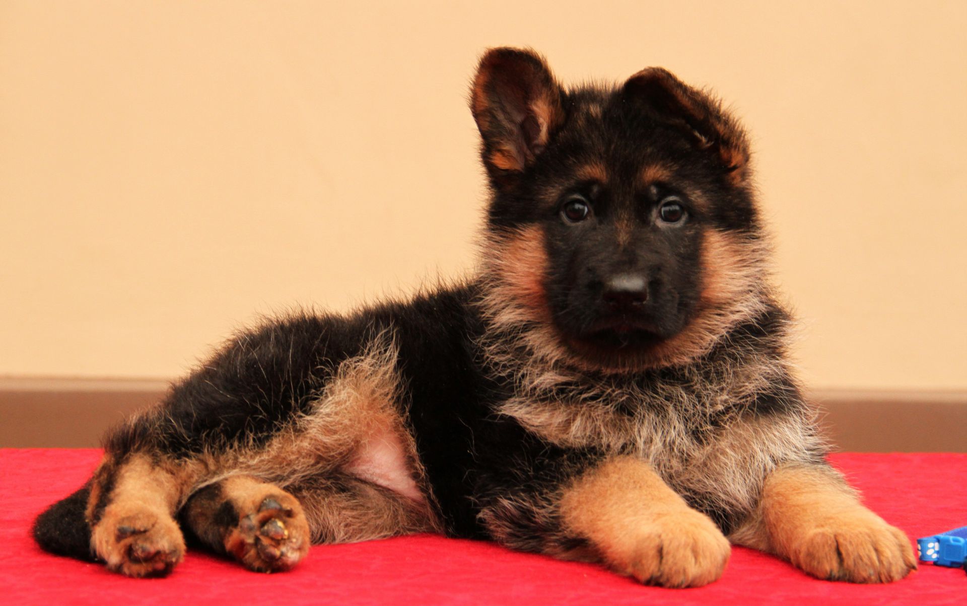 Цуценята німецької вівчарки від професійного розплідника