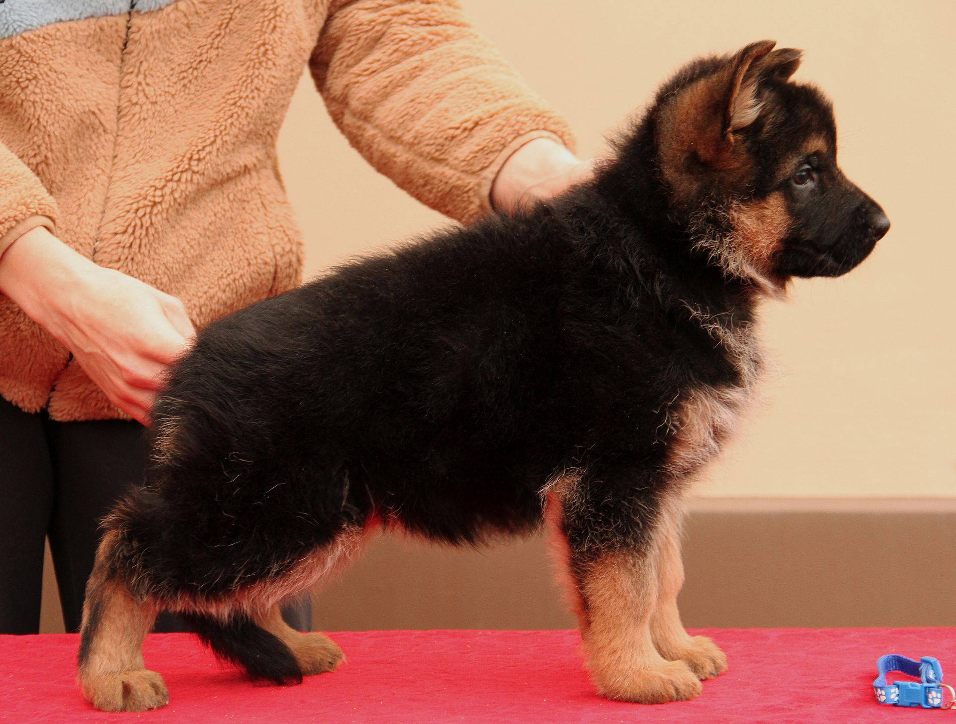 Цуценята німецької вівчарки від професійного розплідника