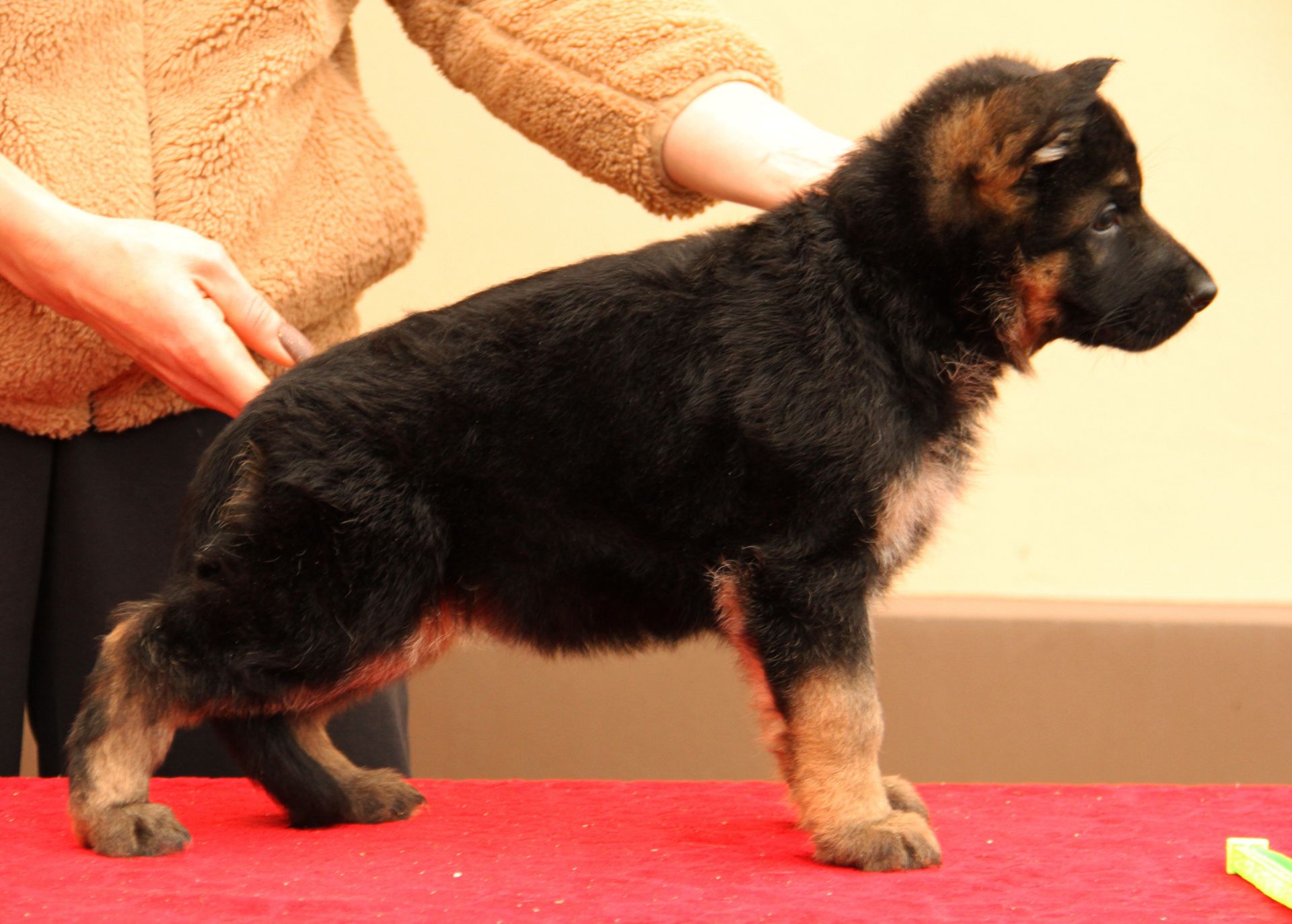 Цуценята німецької вівчарки від професійного розплідника