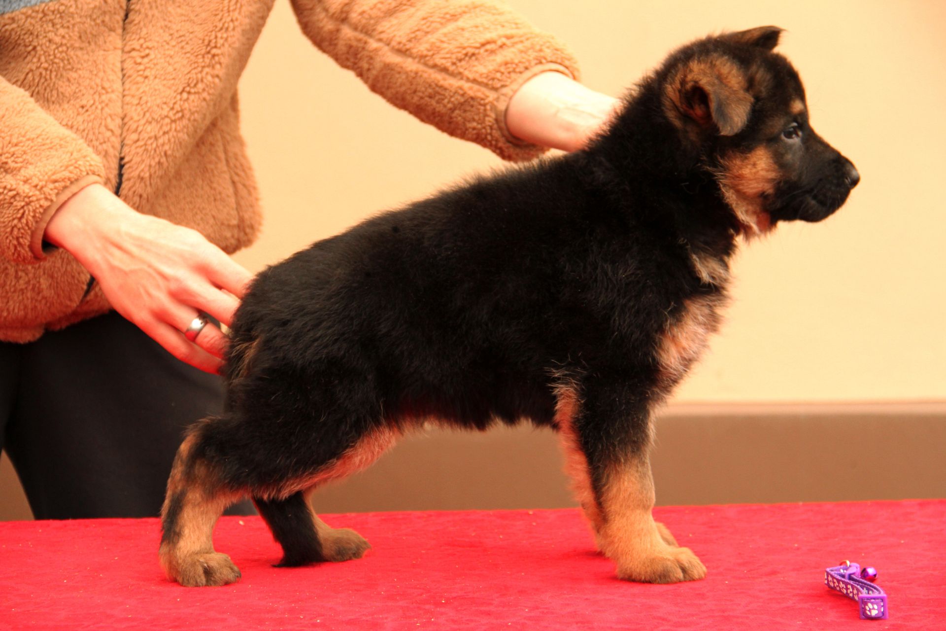 Цуценята німецької вівчарки від професійного розплідника