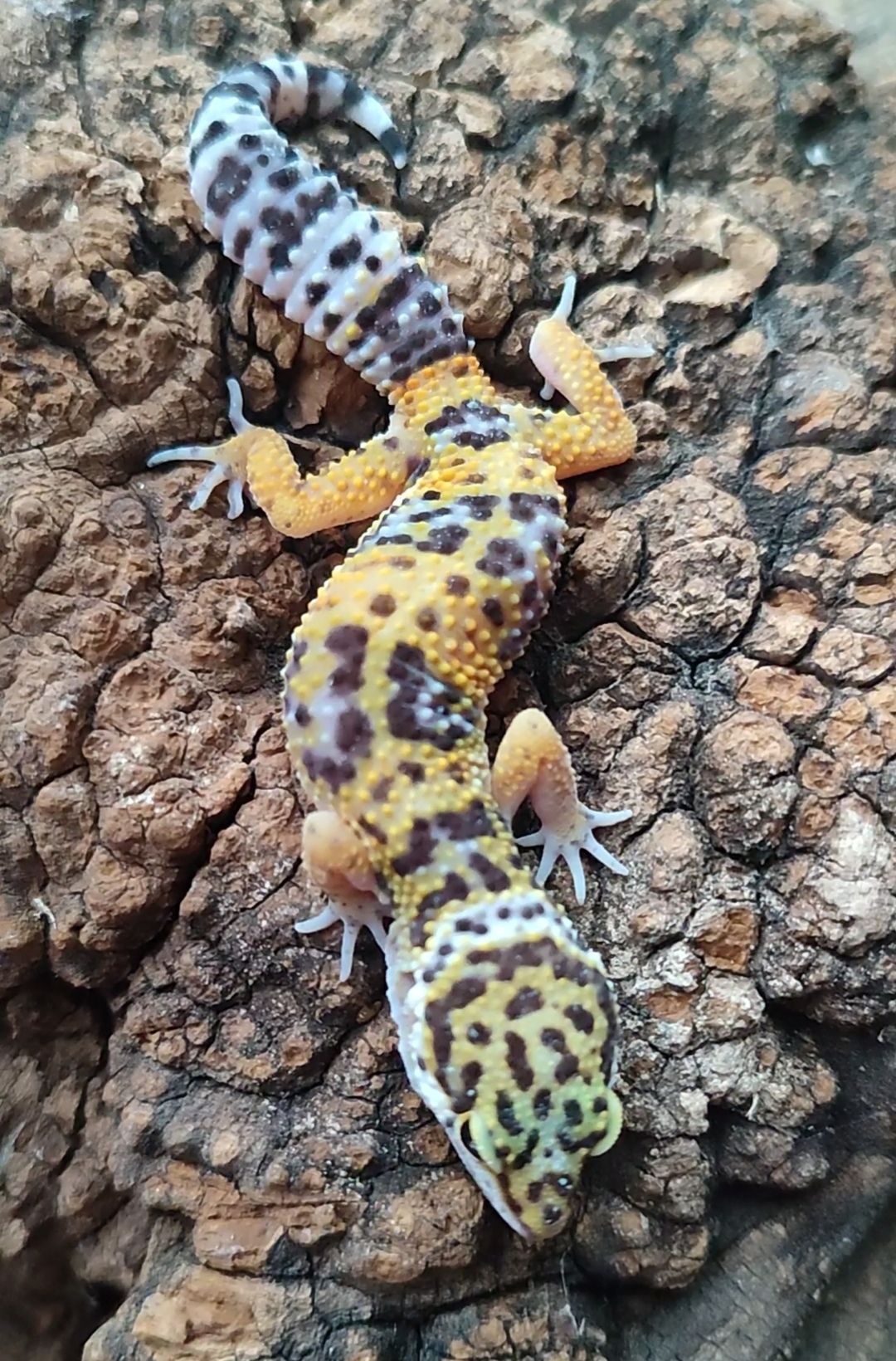 Эублефары 3.5-4 месяца