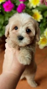 Мальтіпу хлопчик ф1