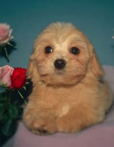 Мальтіпу хлопчик ф1