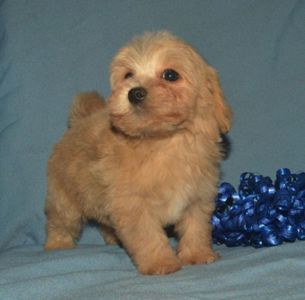 Мальтіпу хлопчик ф1