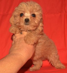 Цуценя мальтіпу дівчинка