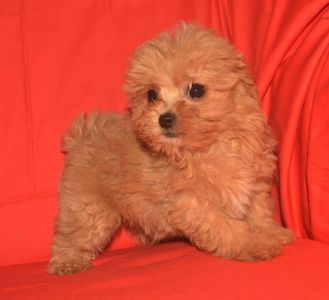 Цуценя мальтіпу дівчинка