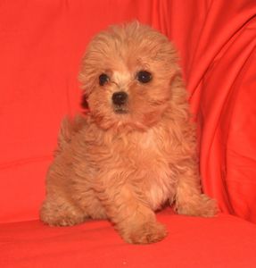 Цуценя мальтіпу дівчинка