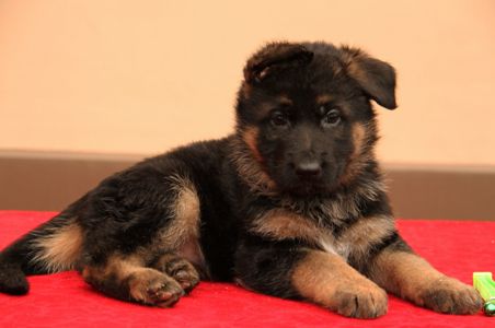 Цуценята німецької вівчарки від професійного розплідника