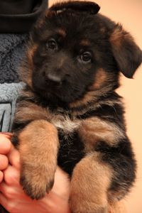 Цуценята німецької вівчарки від професійного розплідника