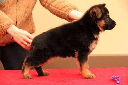 Цуценята німецької вівчарки від професійного розплідника