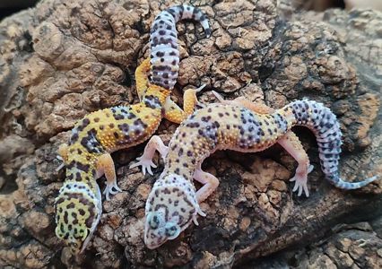 Эублефары 3.5-4 месяца