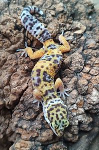 Эублефары 3.5-4 месяца