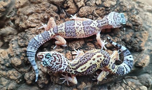 Эублефары 3.5-4 месяца