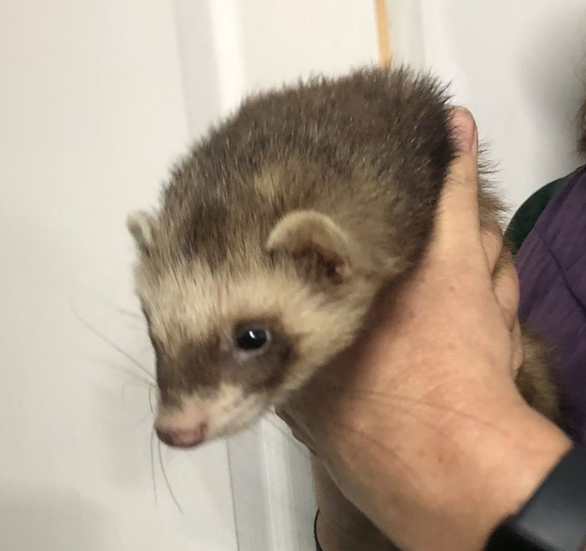 Фретка, Тхір домашній