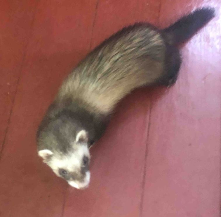 Фретка, Тхір домашній