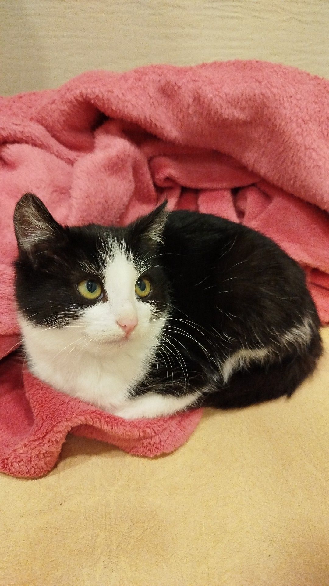 Кошеня в добрі руки