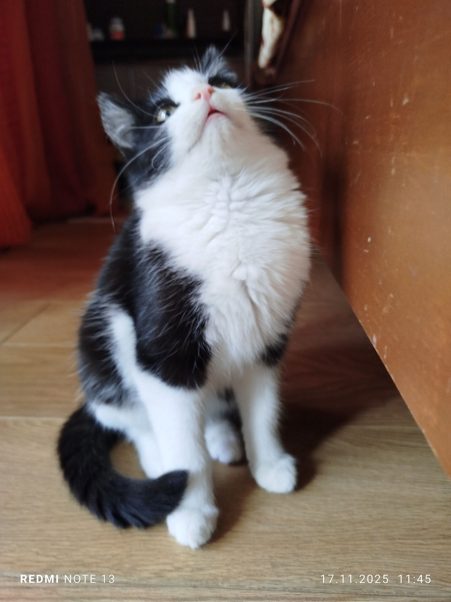 Кошеня в добрі руки