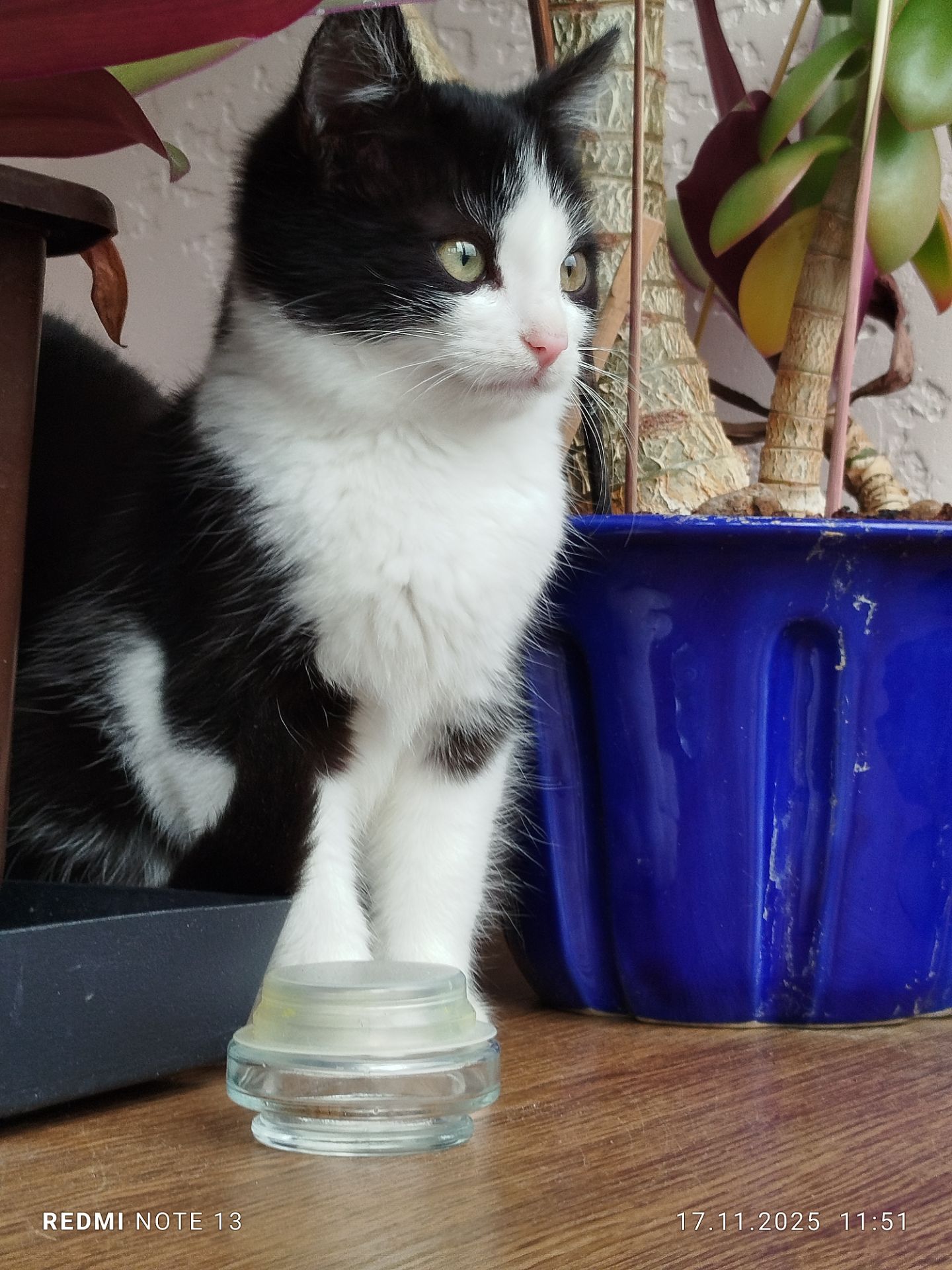 Кошеня в добрі руки