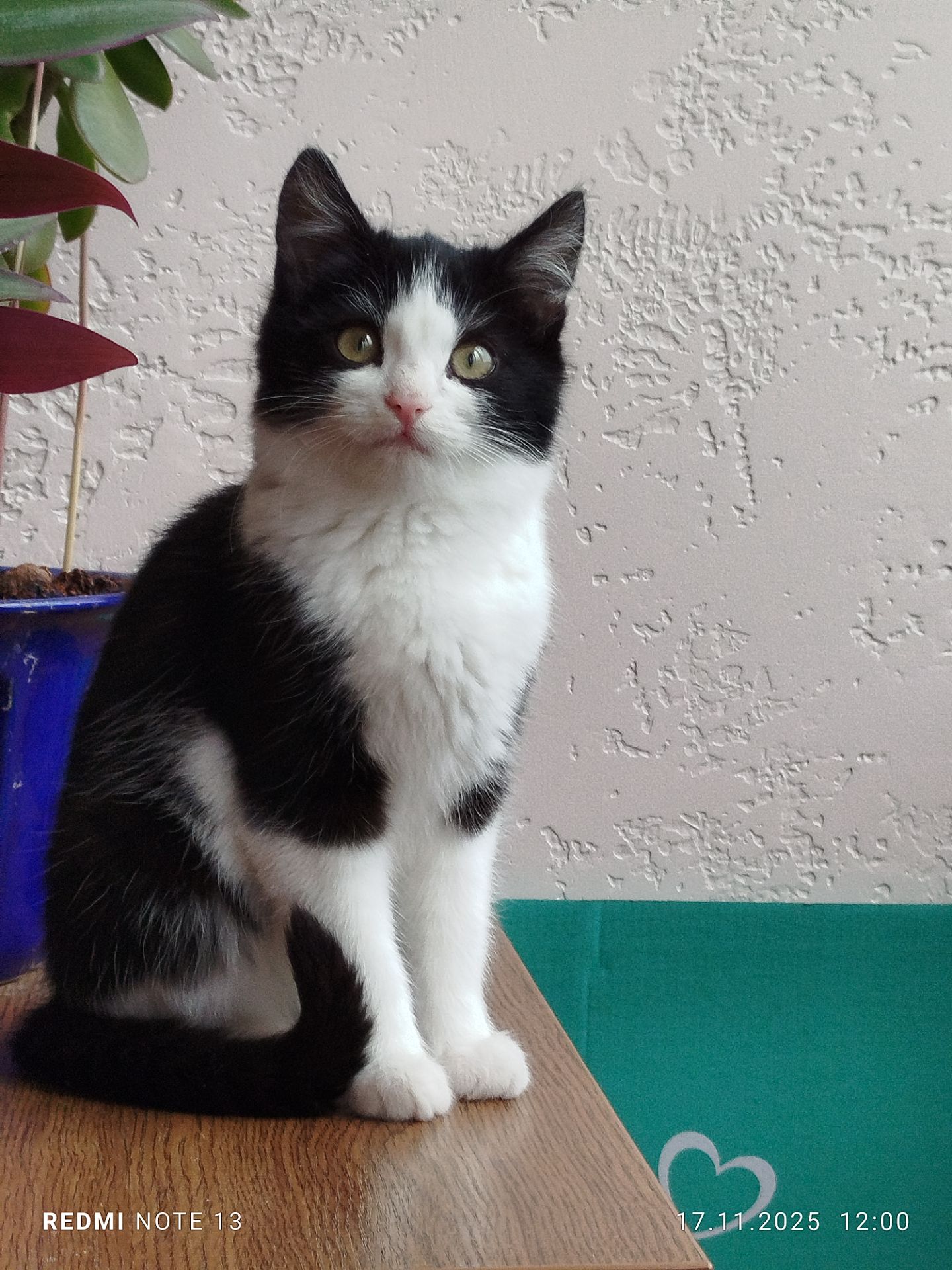 Кошеня в добрі руки