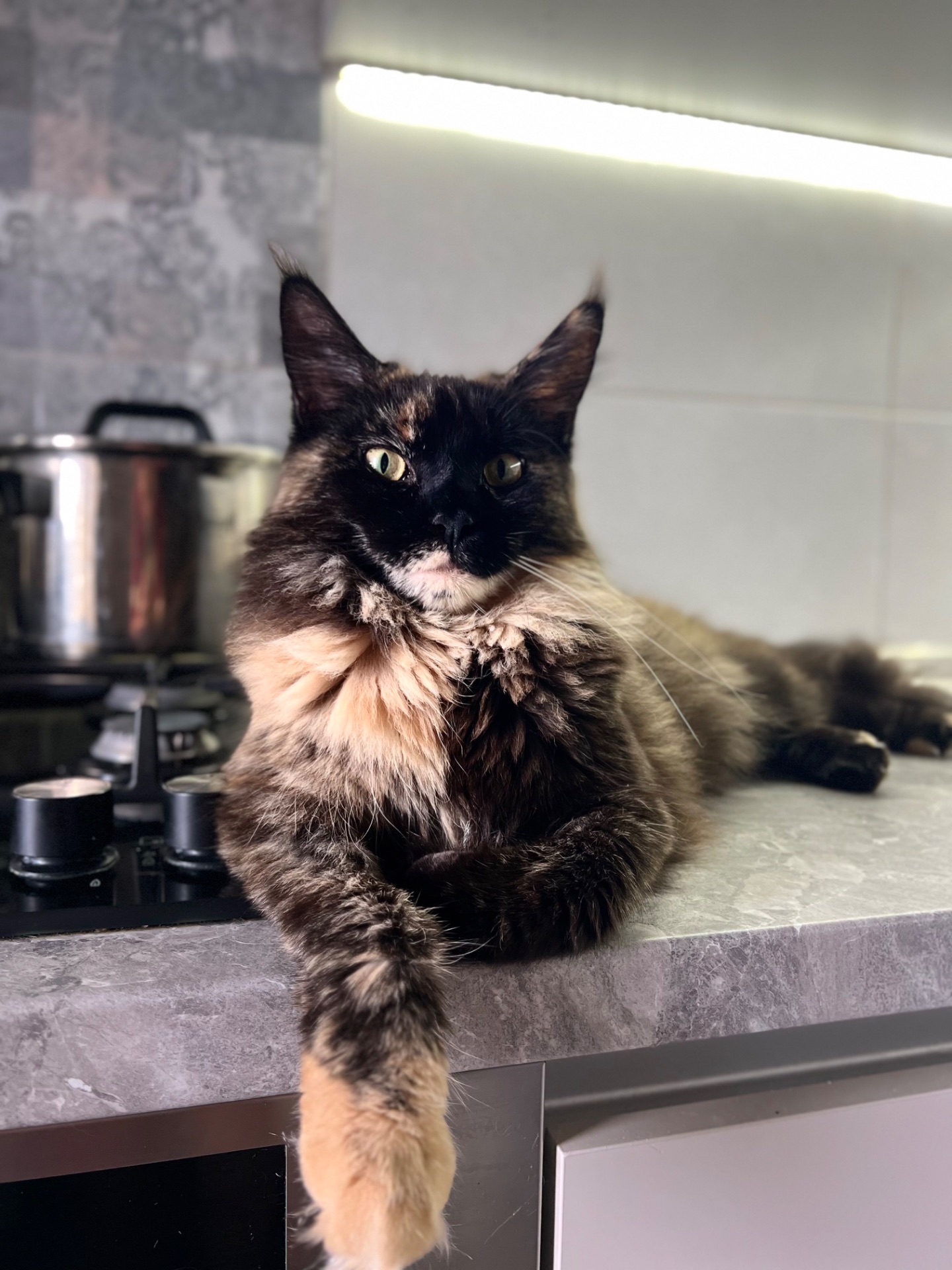 Котята мейнкун хлопці/дівчата