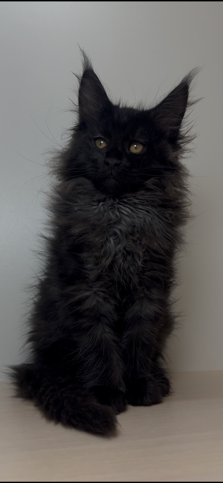 Котята мейнкун хлопці/дівчата