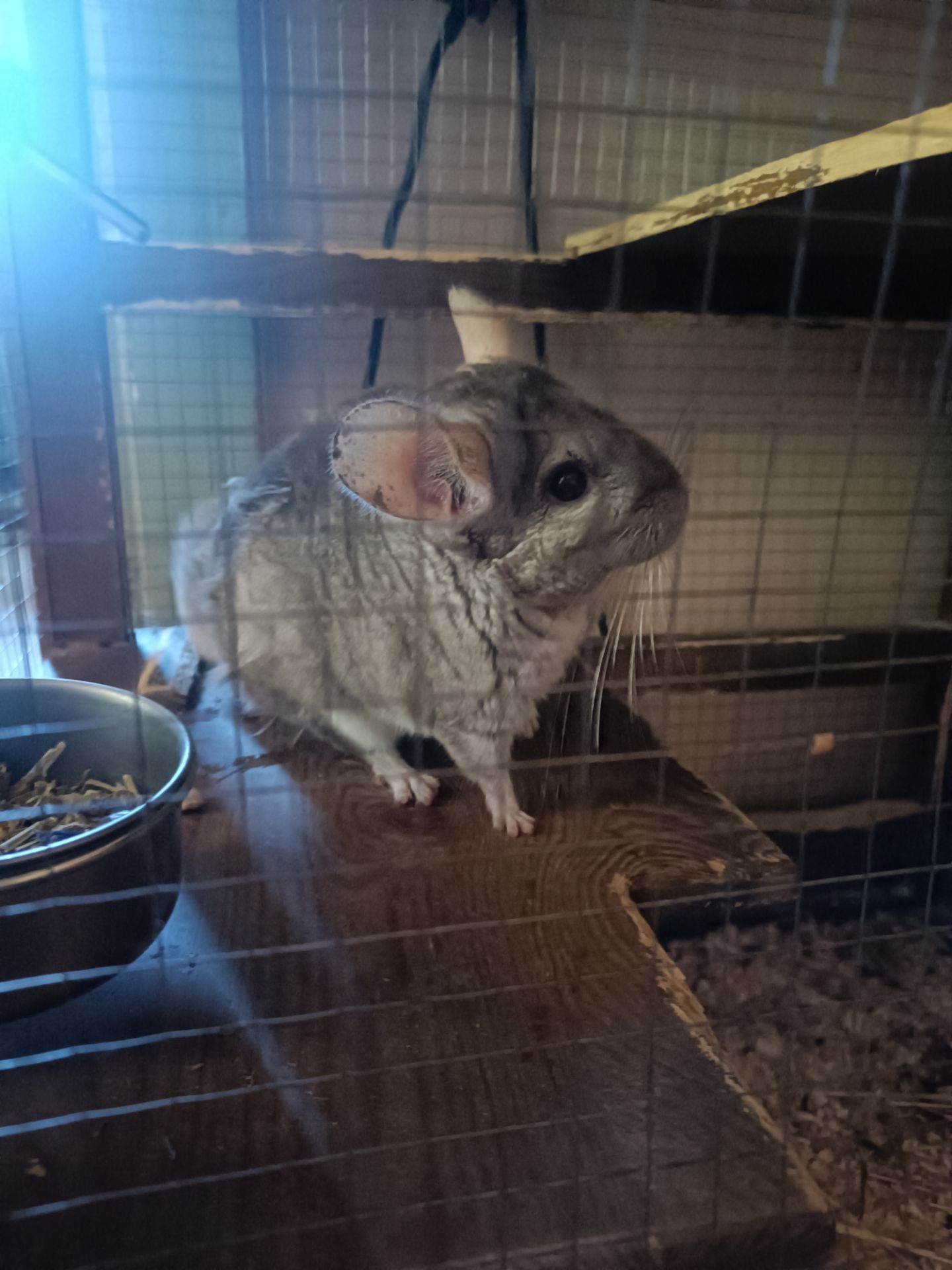 Стандартная шиншилла серого окраса