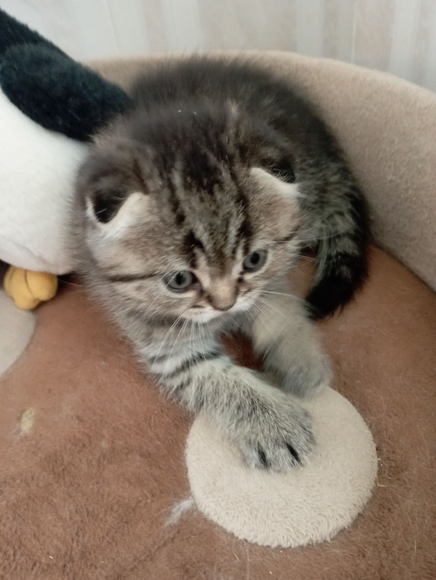 Солоденькі дівчатка скоттиш фолд Золота шиншила