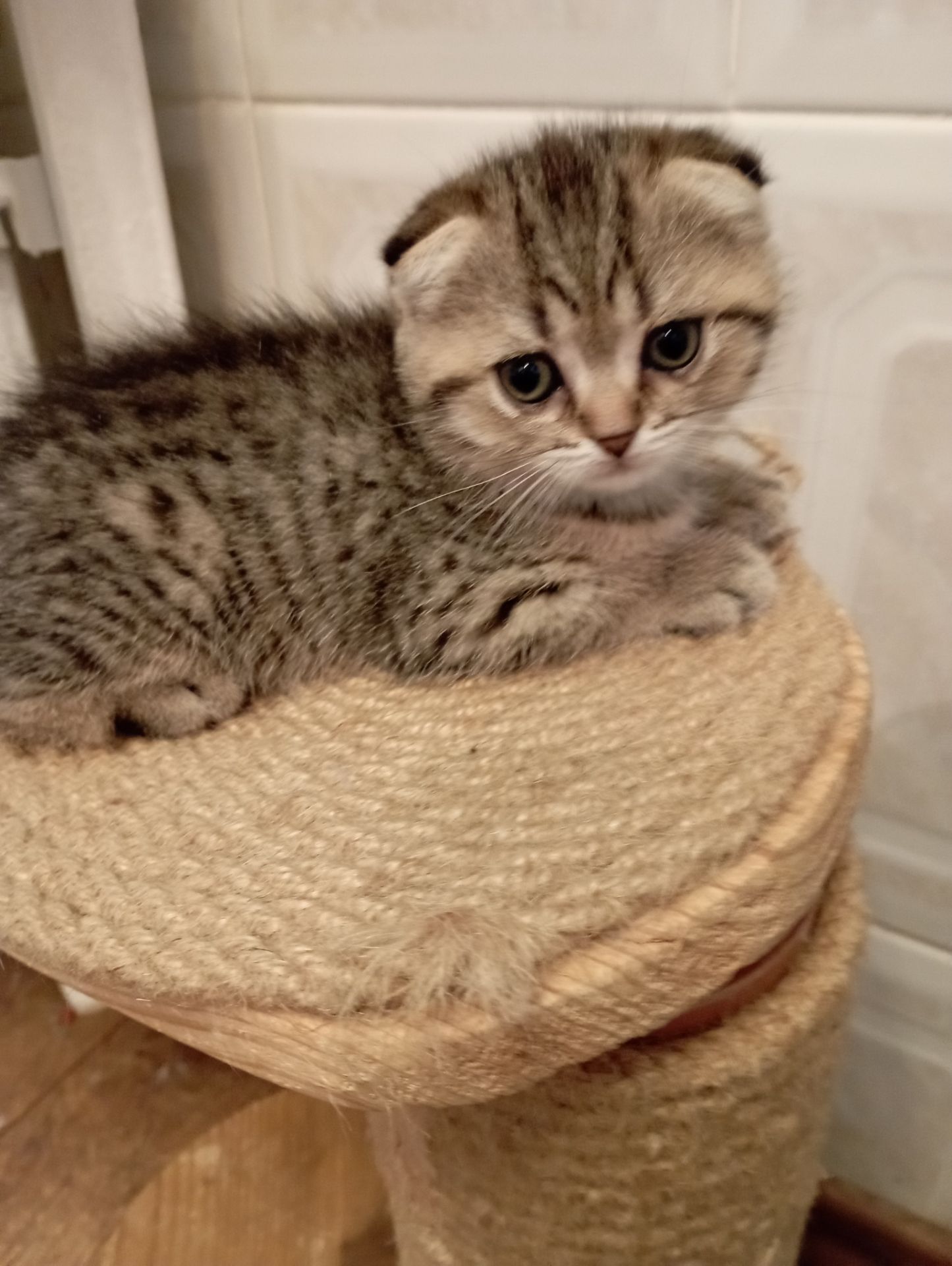 Солоденькі дівчатка скоттиш фолд Золота шиншила