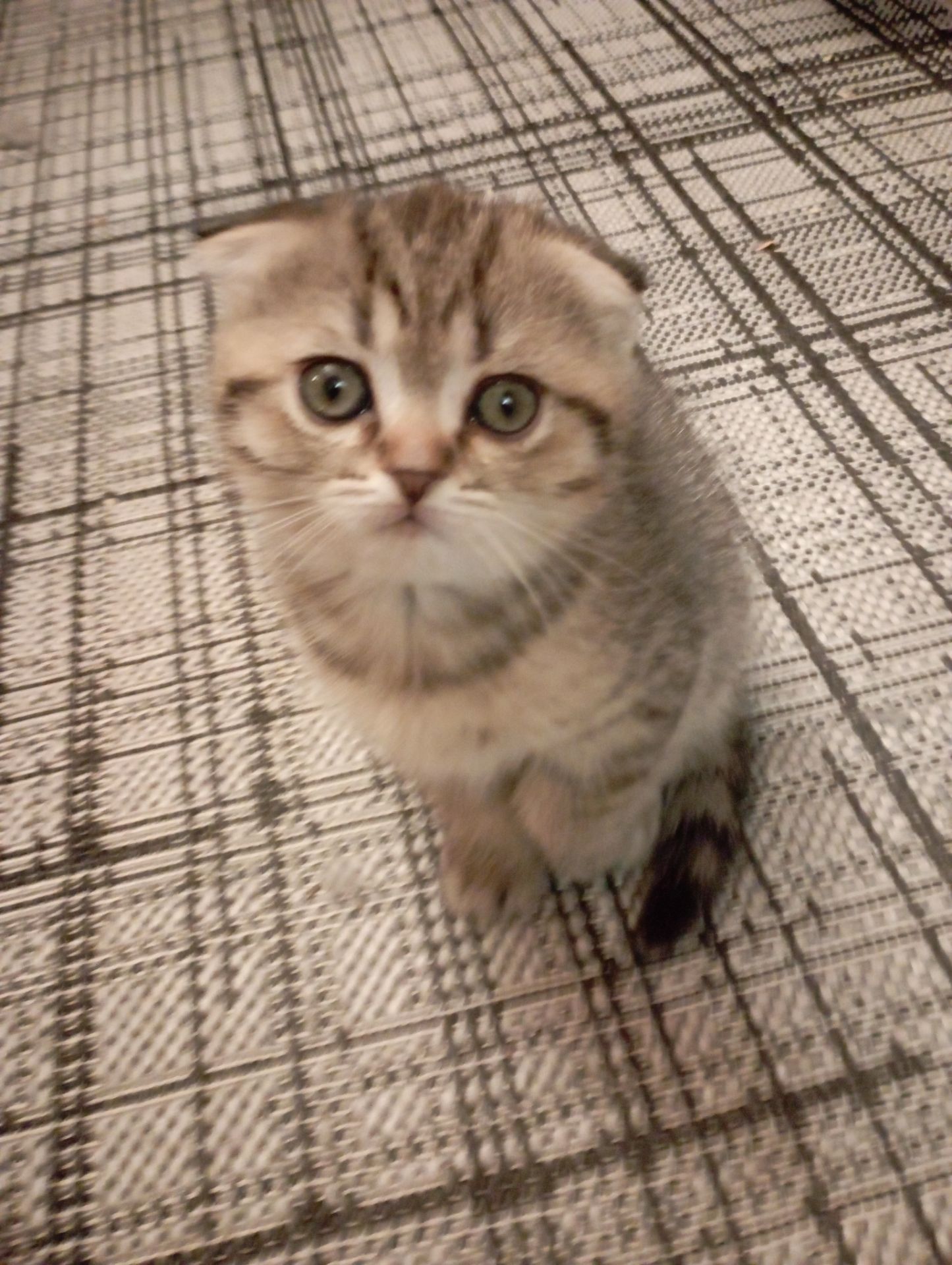 Солоденькі дівчатка скоттиш фолд Золота шиншила