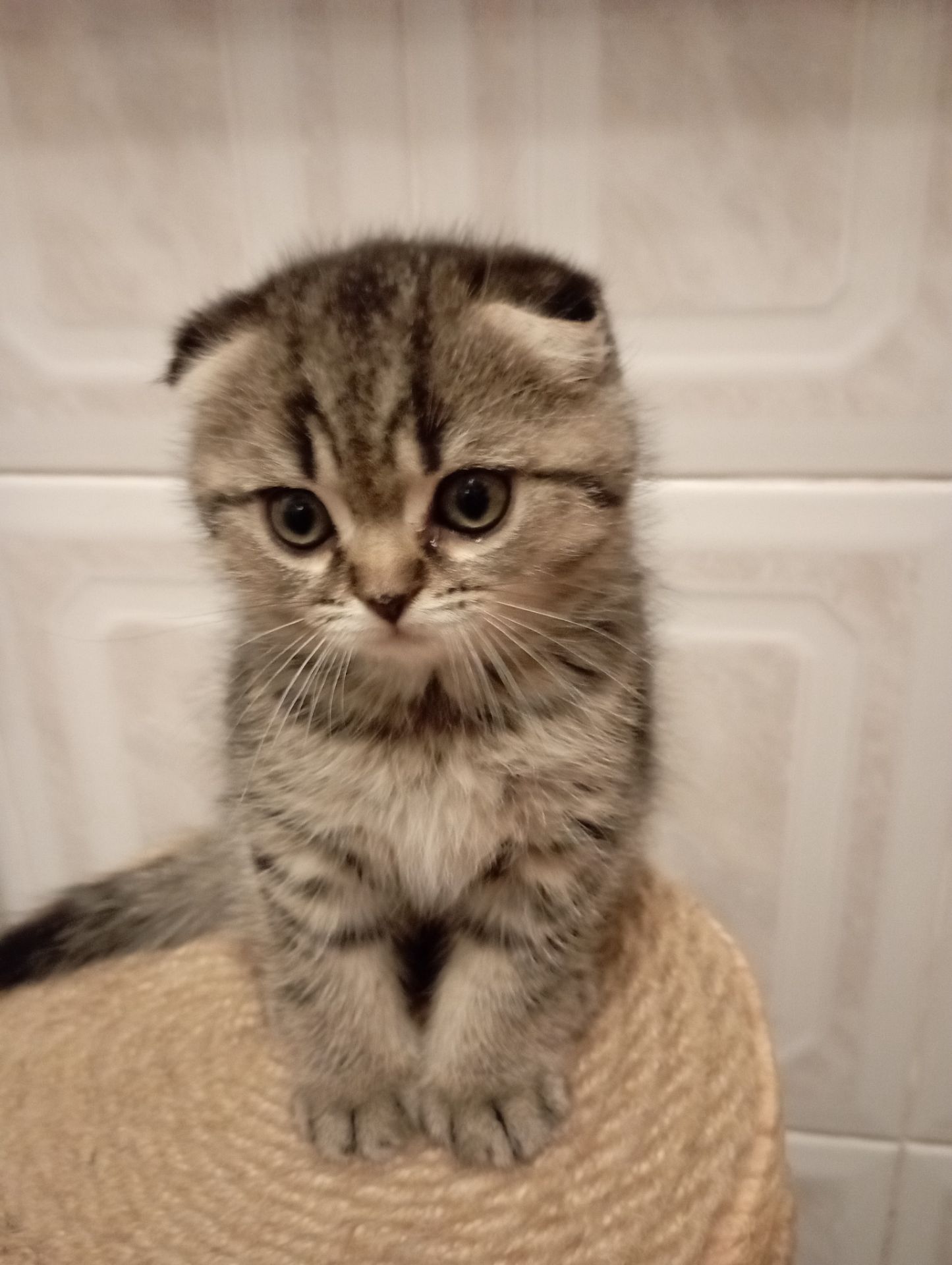 Солоденькі дівчатка скоттиш фолд Золота шиншила