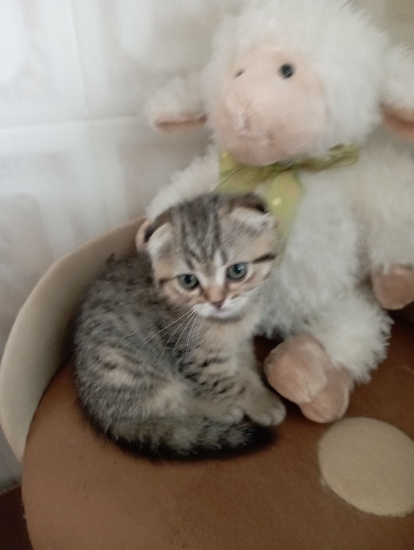 Солоденькі дівчатка скоттиш фолд Золота шиншила