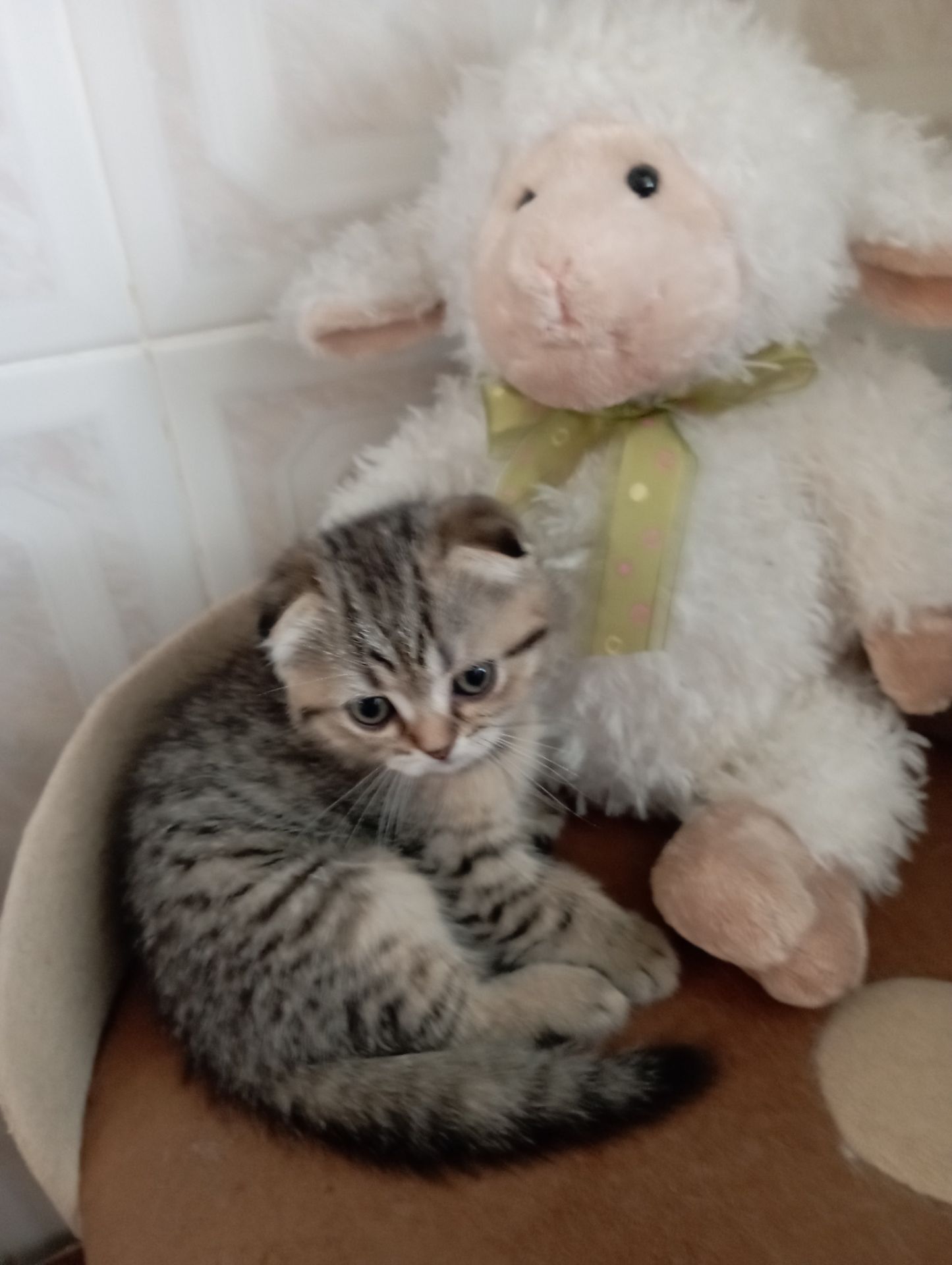 Солоденькі дівчатка скоттиш фолд Золота шиншила