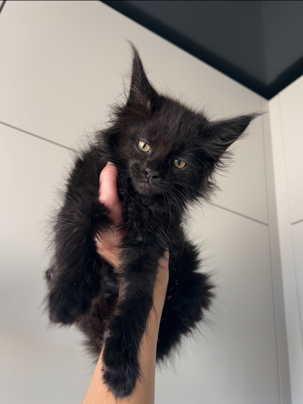 Котята мейнкун хлопці/дівчата