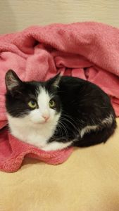 Кошеня в добрі руки