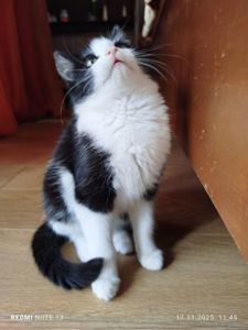 Кошеня в добрі руки