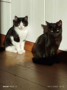 Кошеня в добрі руки