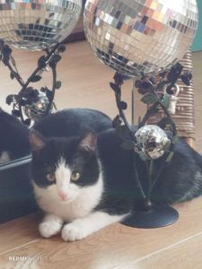 Кошеня в добрі руки