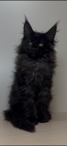 Котята мейнкун хлопці/дівчата